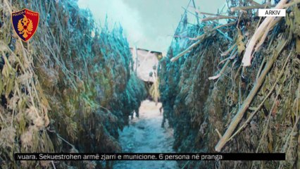Krujë, sekuestrohet 1 ton kanabis - Top Channel Albania - News - Lajme