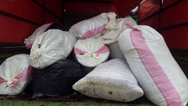 Operacioni antidrogë në Krujë: 1.3 ton kanabis i sekuestruar - Top Channel Albania - News - Lajme