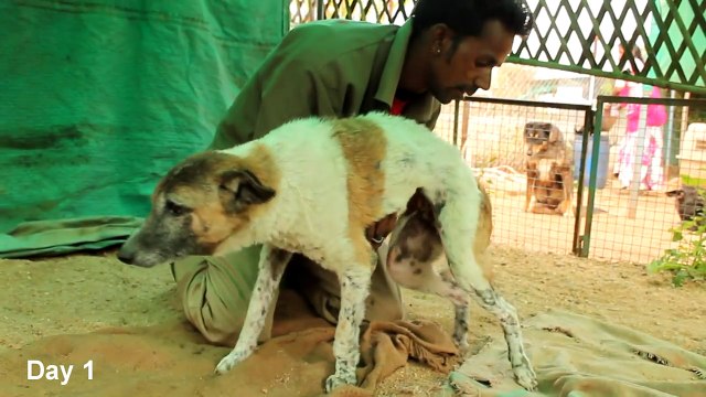 Paralysed dog rescued, watch her amazing recovery!