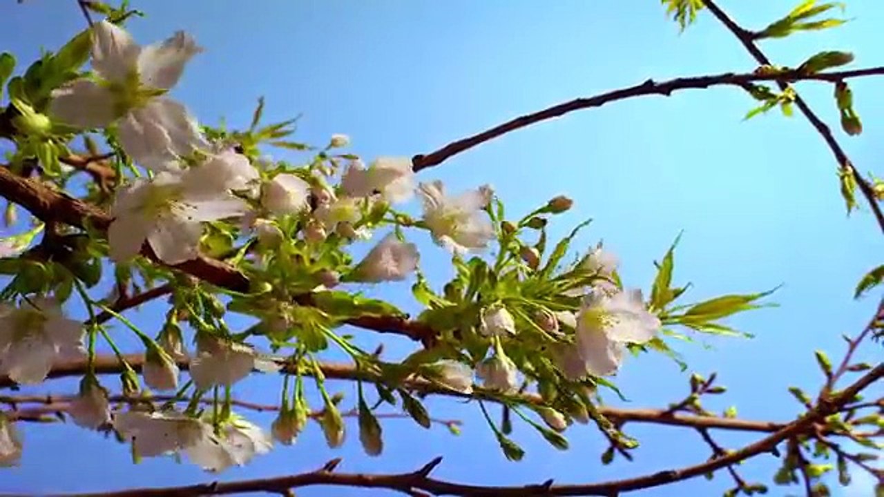 Beautiful Nature - Spring