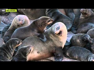 Güney Afrika'nın Vahşi Doğası -  Fragman - TRT Belgesel