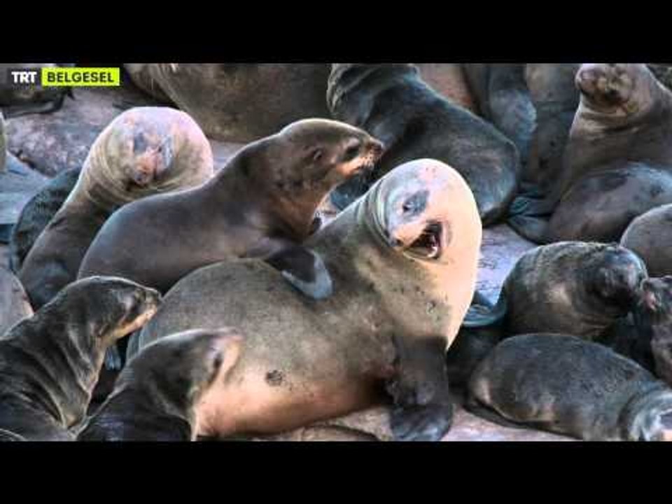 Güney Afrika'nın Vahşi Doğası -  Fragman - TRT Belgesel