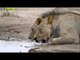 Güney Afrika'nın Vahşi Doğası - Fragman - TRT Belgesel