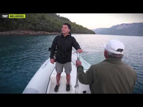 Yok Olmadan Keşfet - Akdeniz Foku / 11. Bölüm Fragman - TRT Belgesel