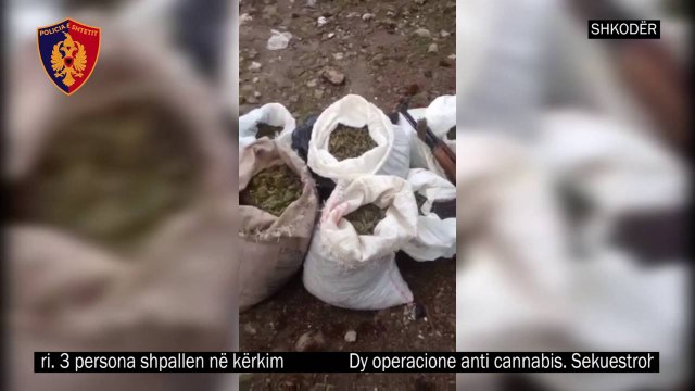Operacioni antikanabis në Shkodër