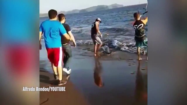 Stranded dolphins life saved by three beachgoers who drag it back to safety