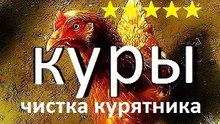 КУРЫ | ЧИСТКА КУРЯТНИКА | Куры несушки | chickens