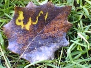 YASSINE SOURATE MIRACLES ALLAH