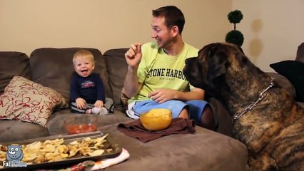 Funny Videos For Kids - Animals Making Babies Laugh Compilati Videos For Kids - Animals Making Babies Laugh Compilation!
