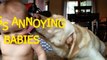 Funny Videos For Kids - Funny dogs annoying babies - Cute dog & baby compilation