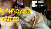 Funny Videos For Kids - Funny dogs annoying babies - Cute dog & baby compilation