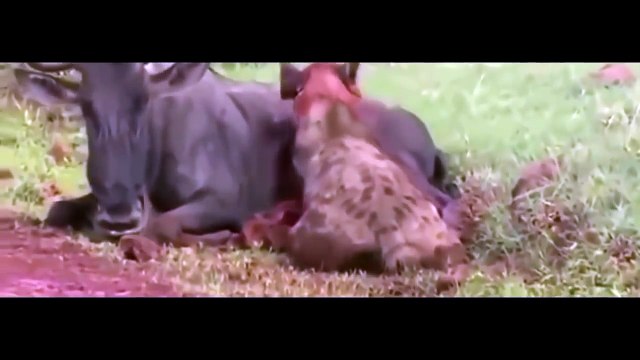 Lion Vs Big Baboon - Gorilla Vs Tiger - Buffalo, Crocodile, Jaguar - Wild Animal Attacks #40