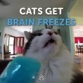 What happen if your cats eats Ice Cream.Watch this