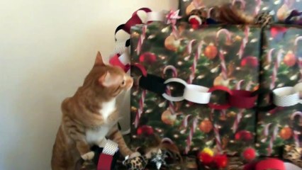 Why Cat Moms are Pawsome!