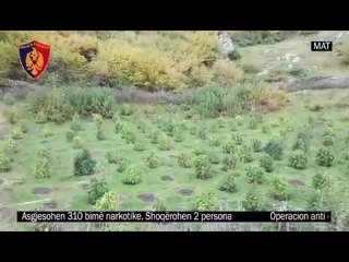 Ora News – Mat, asgjesohen 310 rrënjë kanabis