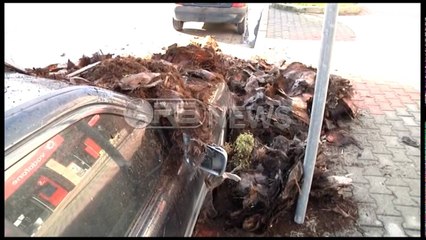 Ora News – Palma rrëzohet në Vlorë dhe zë poshtë dy makina