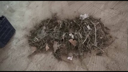 Ora News - Në Krujë u gjet magazina me 1. 3 ton drogë, 11 persona në pranga