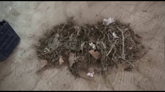 Ora News - Në Krujë u gjet magazina me 1. 3 ton drogë, 11 persona në pranga