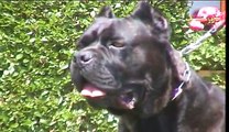 Dogo Argentino Cane Corso American Bulldog video frances