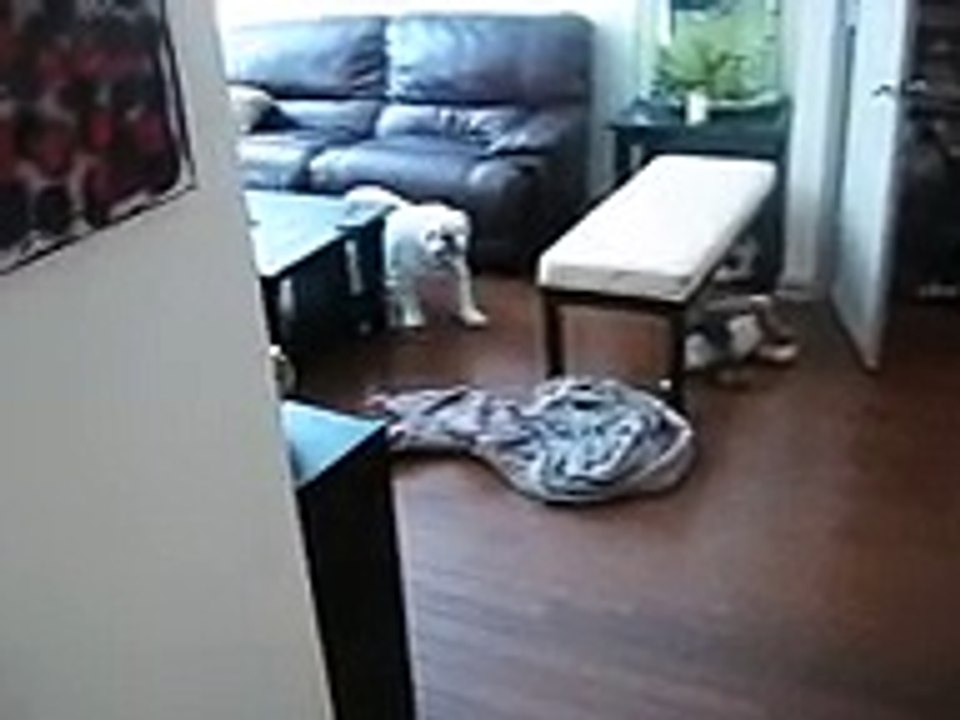 Dramatic Bulldog