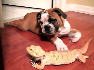 English bulldog & Bearded Dragon - YouTube