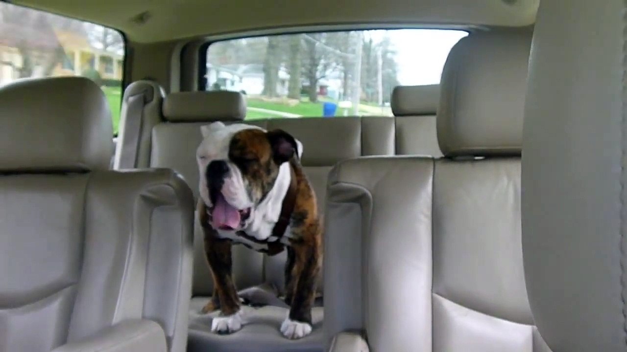 English Bulldog crying