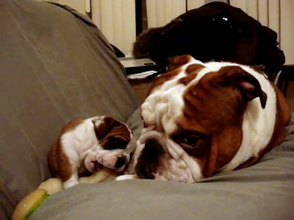 English Bulldog Father meets daughter first time