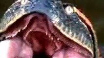 Anaconda GIGANTE ataque de anaconda sucuri a elefante INCREIBLE REAL nuevo 2016