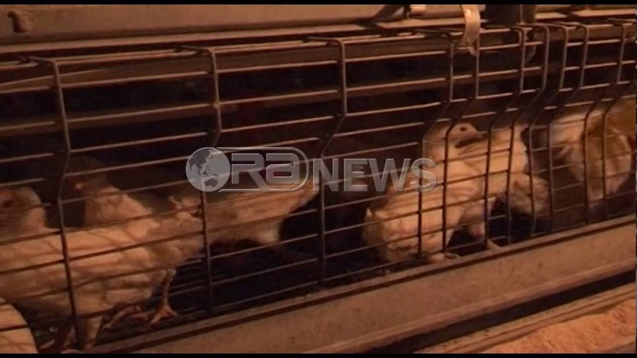 Ora News – Raporti i BSH, rritet besimi i biznesit tek ekonomia