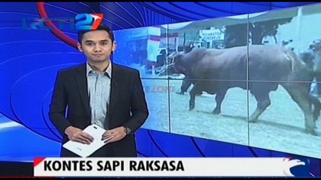 Kontes Sapi Raksasa