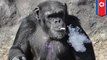 Simpanse merokok menjada atraksi kebun binatang Korea Utara - Tomonews