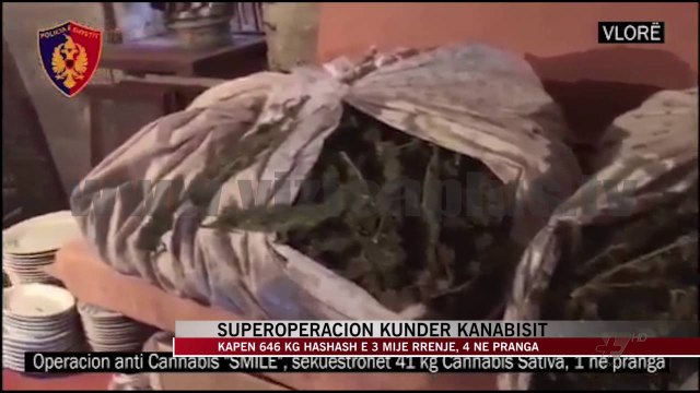 Superoperacion kundër kanabisit - News, Lajme - Vizion Plus