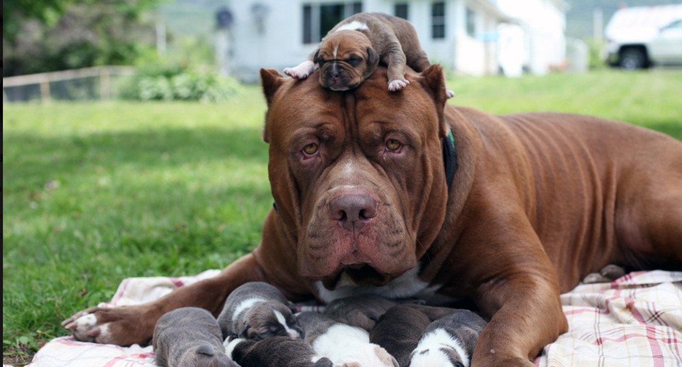 cuccioli di terrier appena nati di una settimana che girano per la cuccia  3082374 Stock Photo su Vecteezy, image size:1338x720