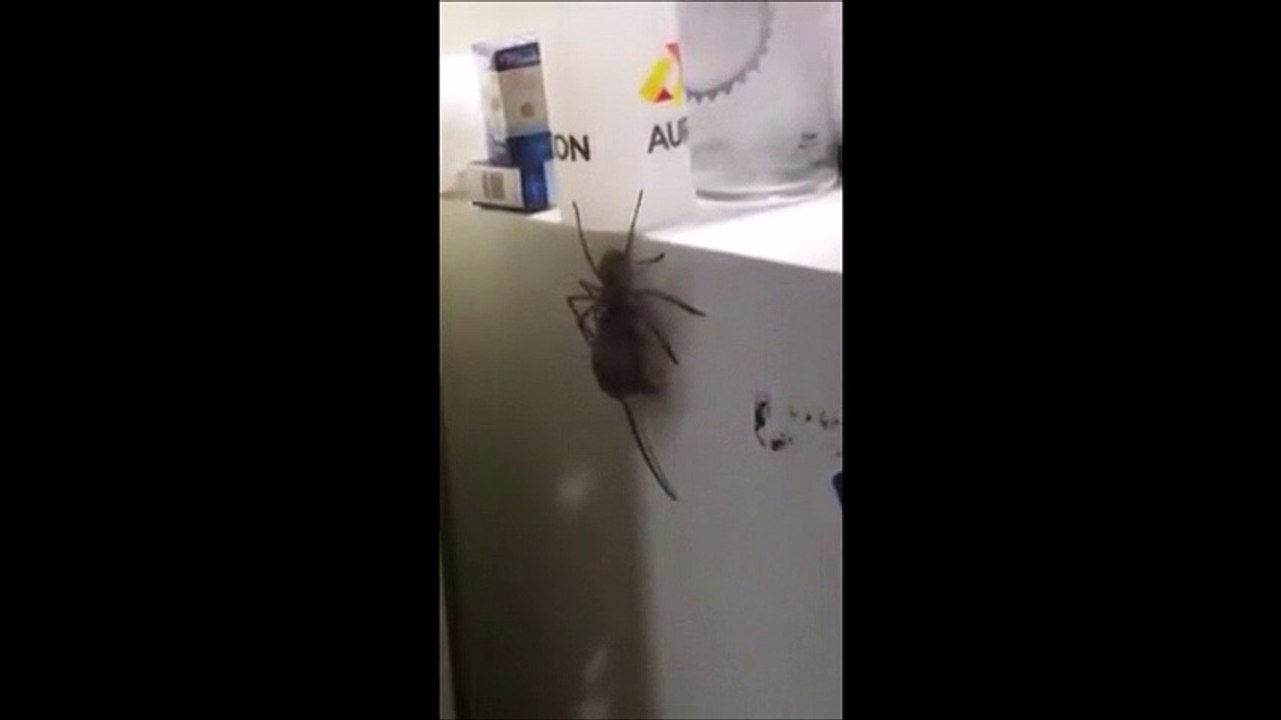 Un énorme araignée transporte la cadavre d'une...