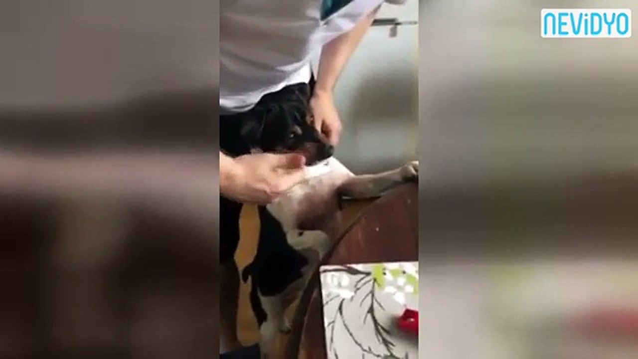 Böylesini görmediniz! Dişlerini gösteren köpek...