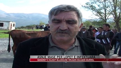 Asnjë masë për lopët e infektuara - News, Lajme - Vizion Plus