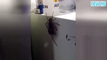Örümcek fareyi yemeğe kalkınca...