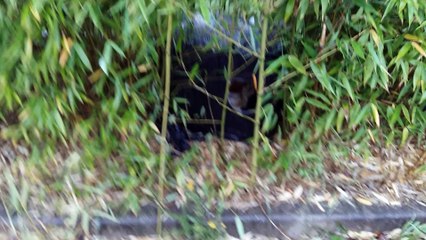 Minou abandonné à emerainville