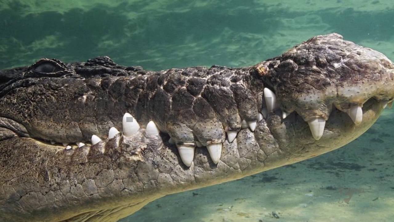 Next - Fun facts - Kafshët më të mëdha në botë - 13 Tetor 2016 - Show - Vizion Plus