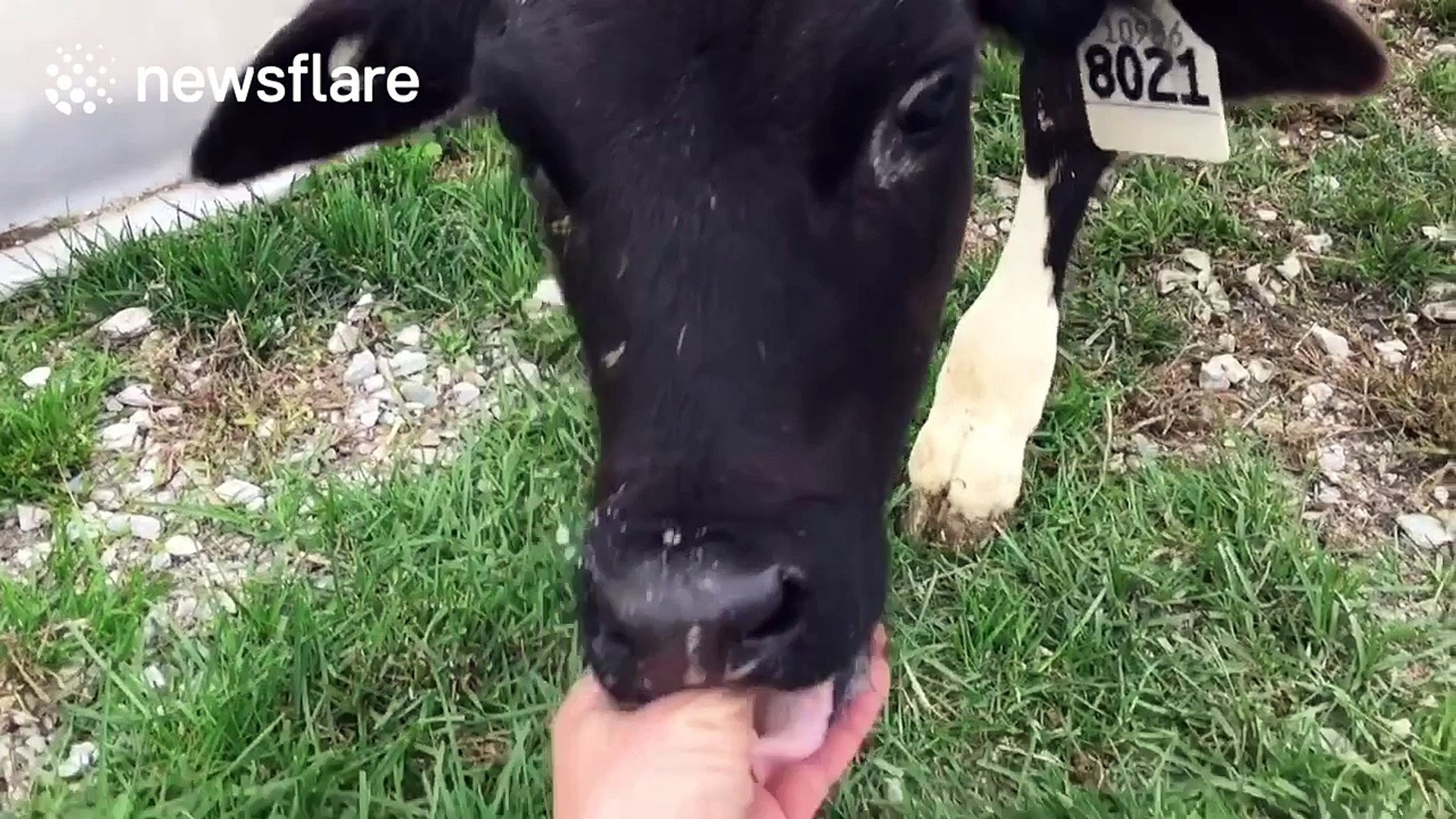 Man sucked off by calf