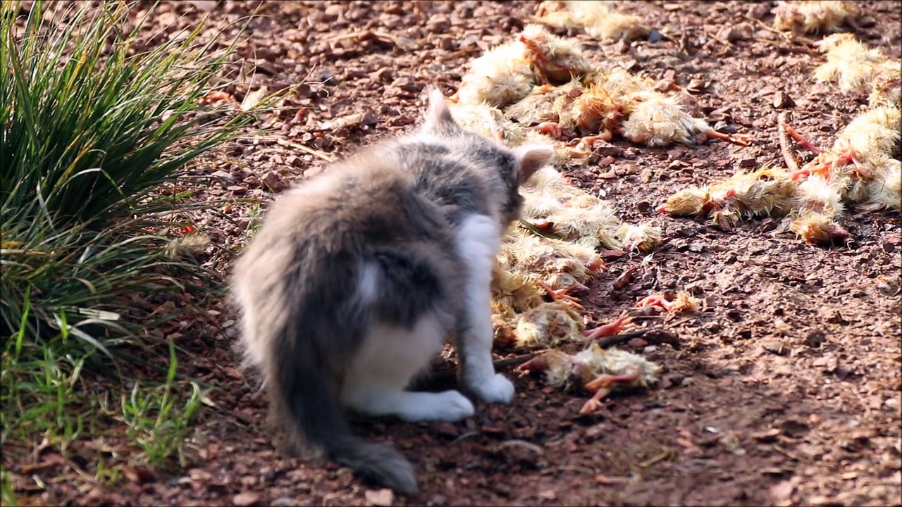 Le "CHAT" rognard