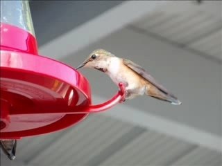 Canada British Columbia Bird Watching