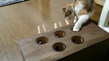 Kendi Kendine Oyun Oynayıp Eğlenen Kedi