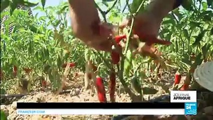 Gastronomie : le feu à la bouche avec la #harissa, l'or rouge de #Tunisie !