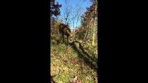 Un cerf vient à la rencontre d'un chasseur pour solliciter ses caresses