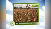 Vesti - „Bayer“ neće uvoziti GMO seme u Evropu!