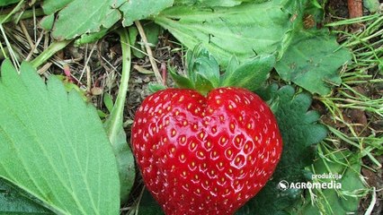Evo kako jagode iz Holandije mogu da se nađu i na vašem imanju!
