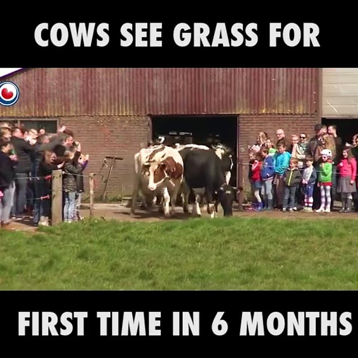 Cows see grass for the first time in six months