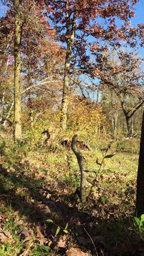 Un cerf vient à la rencontre d'un chasseur pour demander des caresses