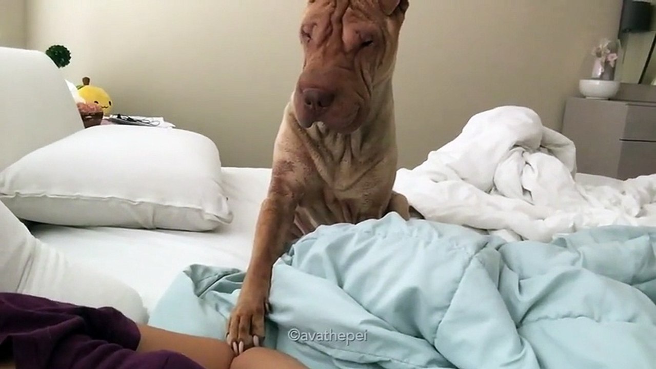 Ecco lo Shar Pei che sveglia il suo proprietario con una gentilezza senza eguali